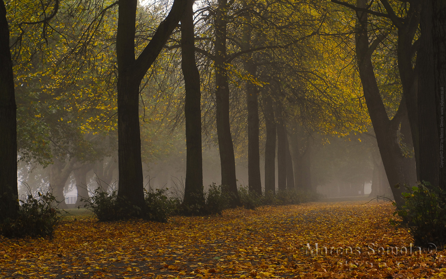 Excl Photography of the Dutch Spring for your desktop. 1440 x 900